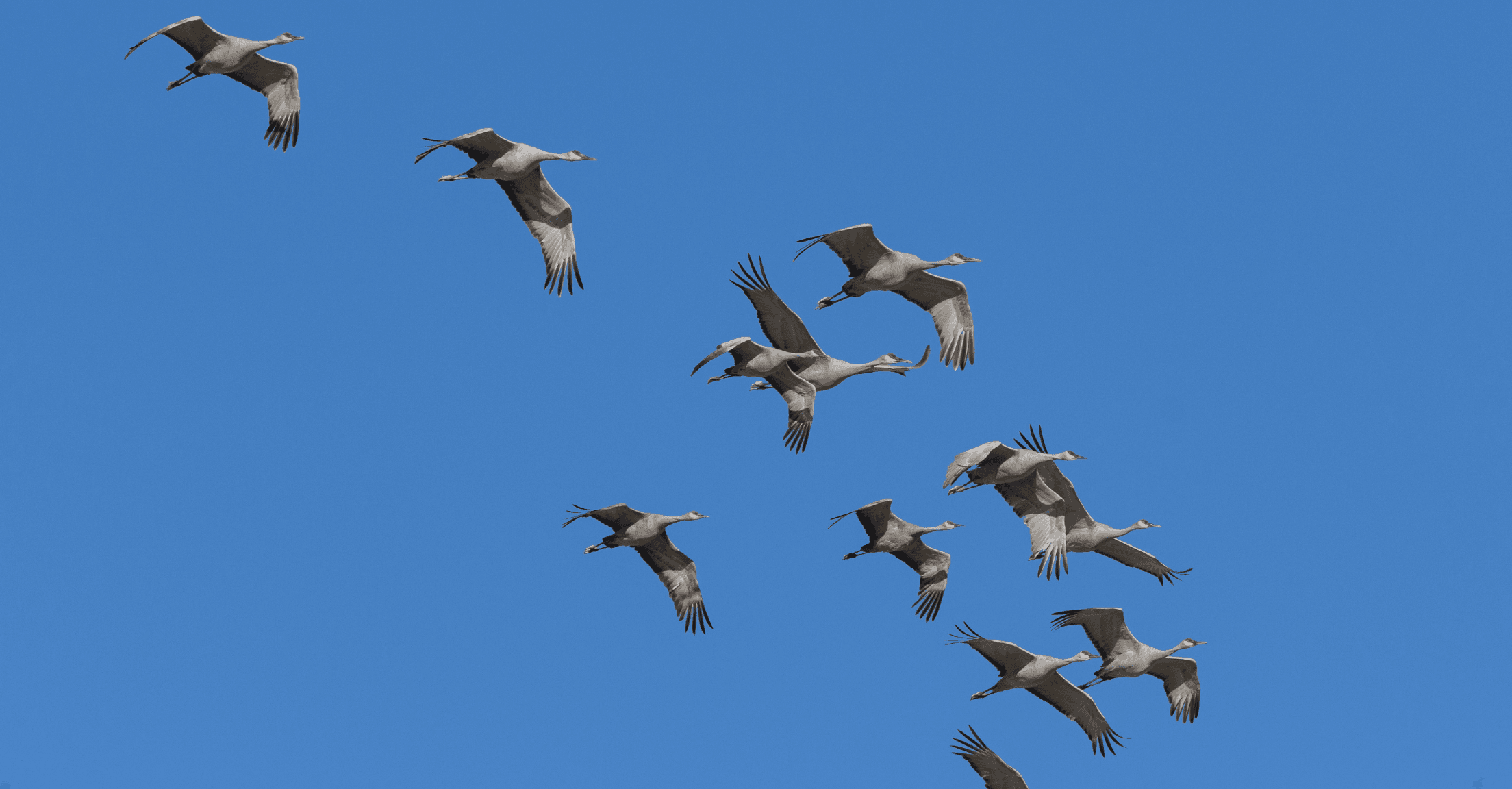 Birds flying in the sky to demonstrate migration from one financial planning software to another