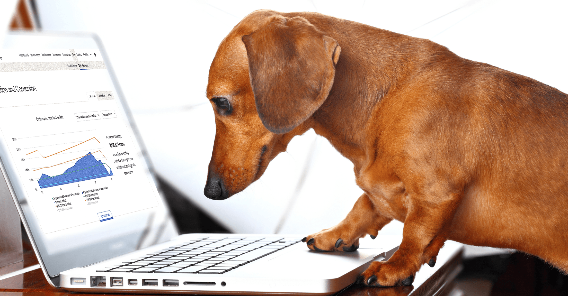A dachshund puppy looking at a computer screen with a RightCapital screenshot of tax distribution strategies